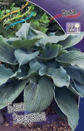 Купить оптом в Ботанике Хоста Блю Энджел 1 шт