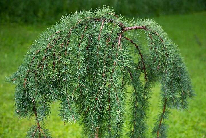 Купить оптом в Ботанике Лиственница Кемпфера P9