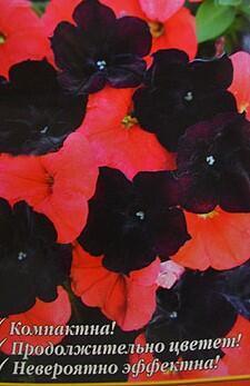 Купить оптом в Ботанике семена Петуния Владимирский крест F1 НК бренд НК