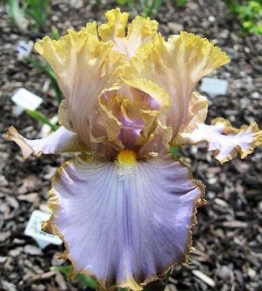 Купить оптом в Ботанике Ирис Соап Опера 2 шт