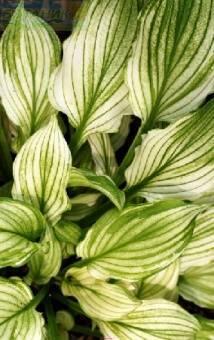 Купить оптом в Ботанике Хоста Зебра Страйпс 1 шт