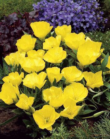 Купить оптом в Ботанике Энотера Миссурийская 2 шт