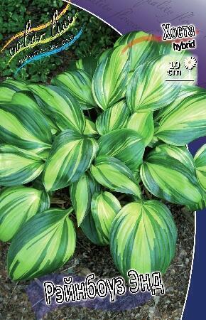 Купить оптом в Ботанике Хоста Рейнбоуз Энд 1 шт