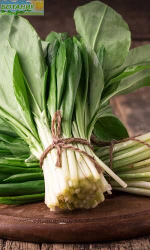 Купить оптом в Ботанике семена Лук медвежий Черемша УД бренд Уральский дачник