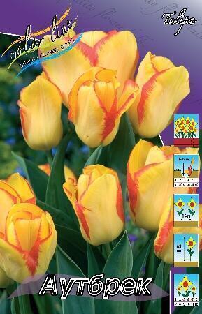 Купить оптом в Ботанике Тюльпан Аутбрек 12/ 7 шт