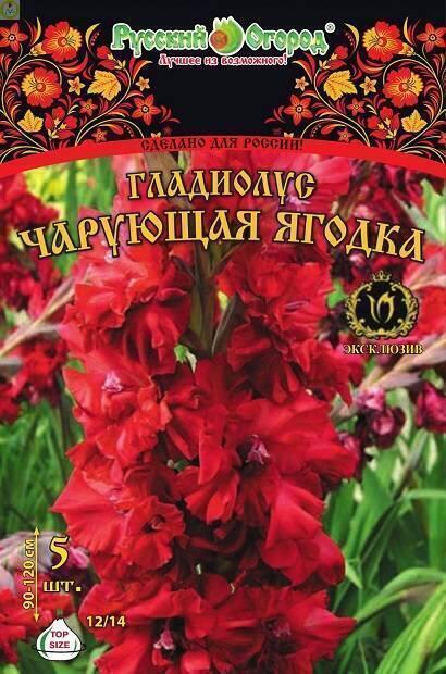 Купить оптом в Ботанике Гладиолус Чарующая ягодка 12/14