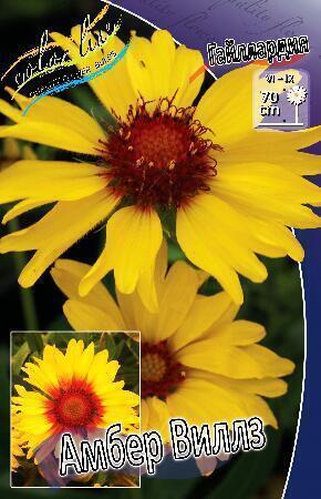 Купить оптом в Ботанике Гайлардия Амбер Виллз 2 шт