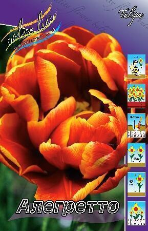 Купить оптом в Ботанике Тюльпан Алегретто 11/12 7 шт