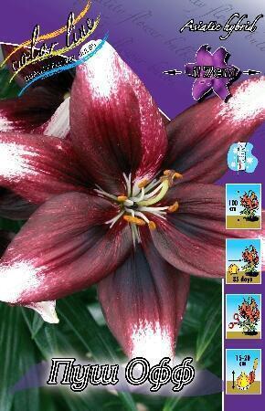 Купить оптом в Ботанике Лилия Пуш Офф 5 шт