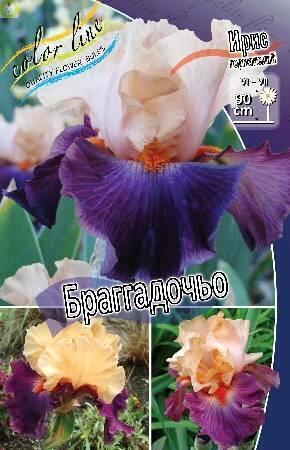 Купить оптом в Ботанике Ирис Браггадочьо германский 1 шт