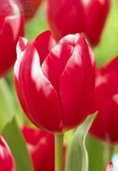 Купить оптом в Ботанике Тюльпан Темптейшн 10 шт