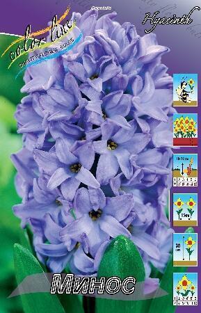 Купить оптом в Ботанике Гиацинт Минос 5 шт