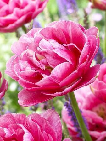 Купить оптом в Ботанике Тюльпан Авейрон 8 шт