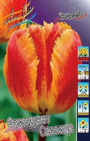 Купить оптом в Ботанике Тюльпан Фринджет Солтице 10 шт