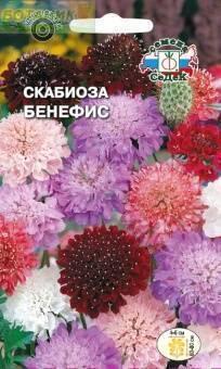 Купить оптом в Ботанике семена Скабиоза Бенефис махровая смесь Сед бренд СеДеК