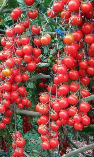 Купить оптом в Ботанике семена Томат Вишня красная УД бренд Уральский дачник