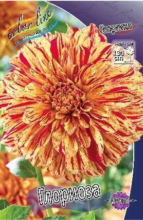 Купить оптом в Ботанике Георгина Глориоза 1 шт декоративные