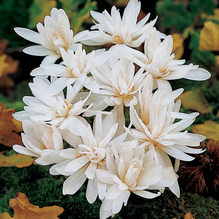 Купить оптом в Ботанике Колхикум Альбопленум 1 шт 