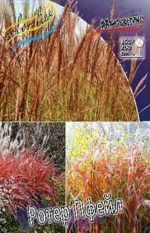 Купить оптом в Ботанике Мискантус Ротер Пфейл 2  шт