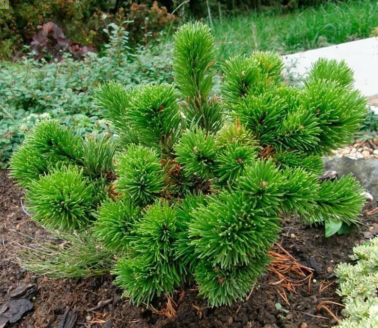 Купить оптом в Ботанике Сосна Pinus mugo C5 