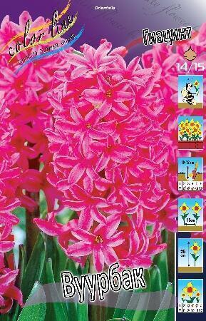 Купить оптом в Ботанике Гиацинт Вуурбак 5 шт