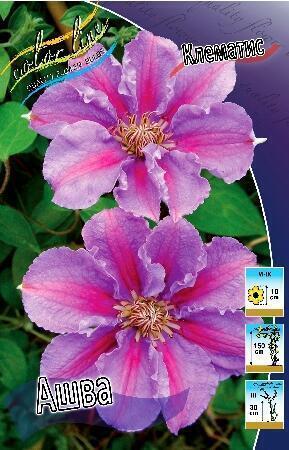 Купить оптом в Ботанике Клематис Ашва 2 шт