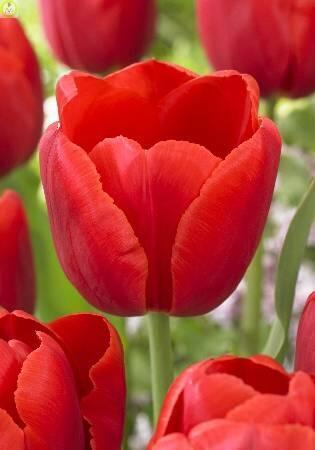 Купить оптом в Ботанике Тюльпан Кай 10 шт