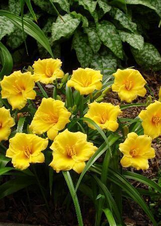 Купить оптом в Ботанике Лилейник Мини Стелла 1 шт