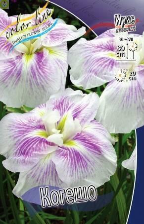 Купить оптом в Ботанике Ирис Когешо 50 шт