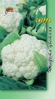 Купить оптом в Ботанике семена Капуста цветная Сиерра УУ бренд Урожай Удачи