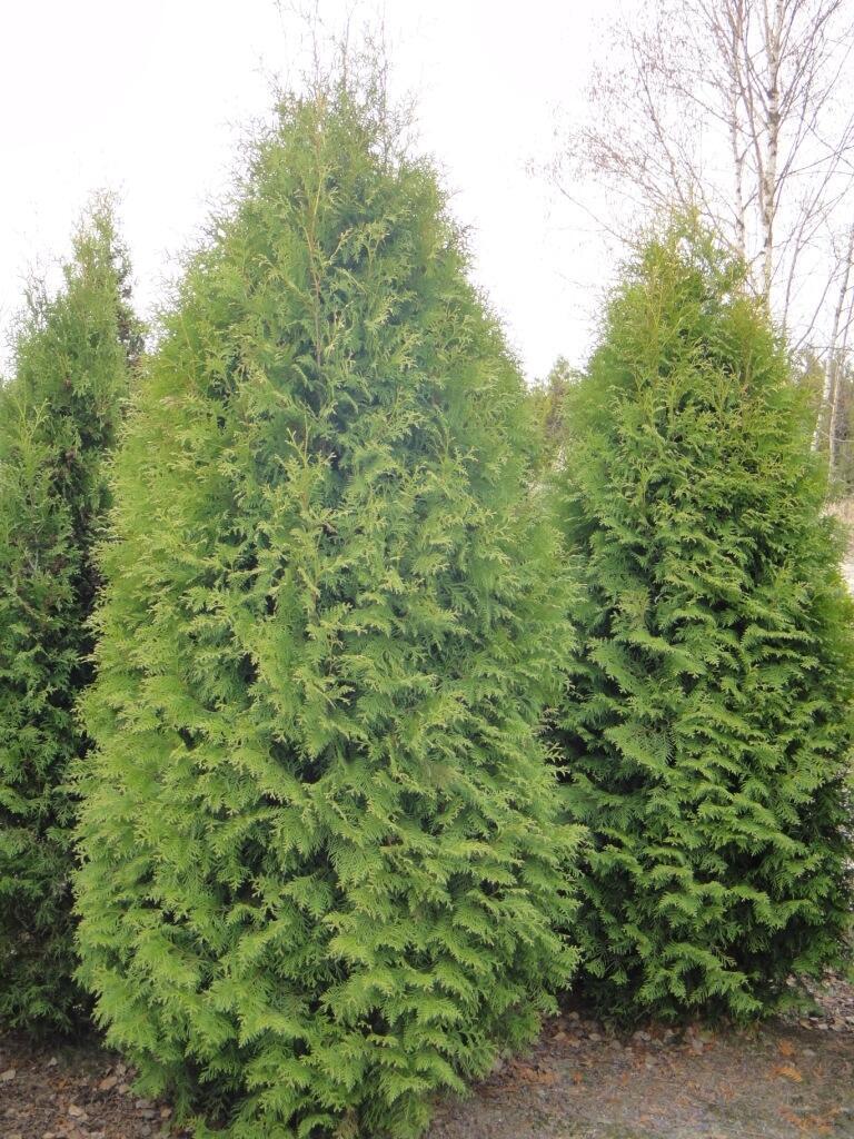 Купить оптом в Ботанике Туя западная Пирамидалис Компакта P9