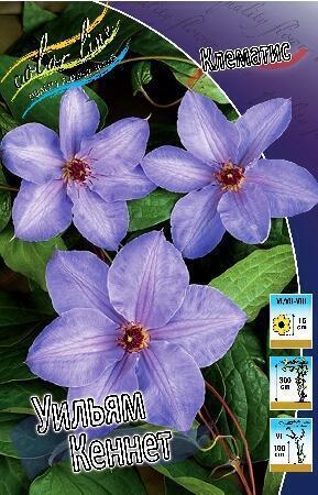 Купить оптом в Ботанике Клематис Уильям Кеннет 2 шт