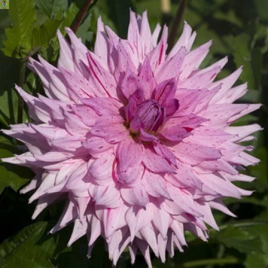 Купить оптом в Ботанике Георгина Американ Дрим 1 шт кактусовые 