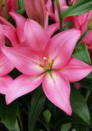 Купить оптом в Ботанике Лилия Франческа 10 шт