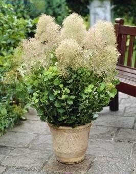 Купить оптом в Ботанике Скумпия Янг Леди кожевенная