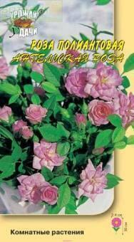 Купить оптом в Ботанике семена Роза Полиантовая Ангельская УУ бренд Урожай Удачи
