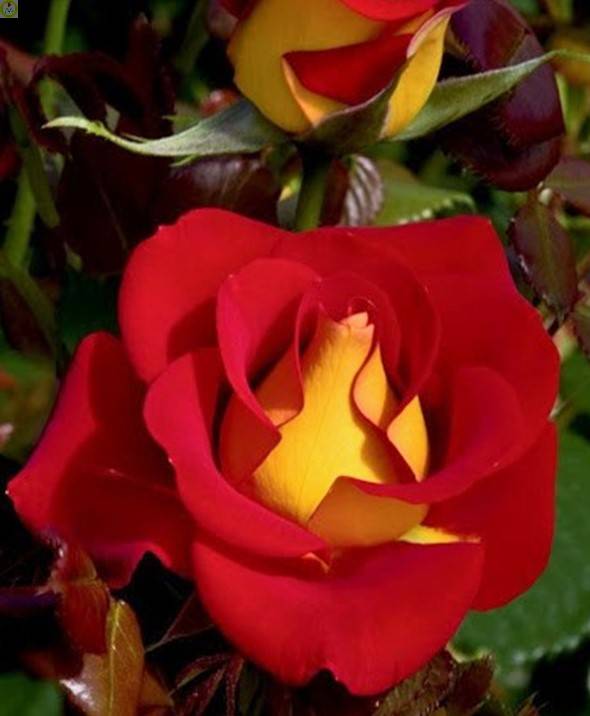 Купить оптом в Ботанике Роза КетчупэндМустард 1 шт шраб