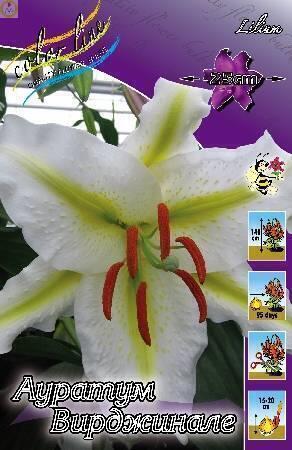 Купить оптом в Ботанике Лилия Аур.Вирждинале 7 шт