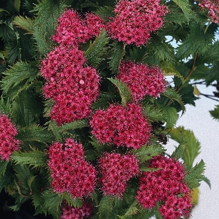 Купить оптом в Ботанике Спирея японская Криспа