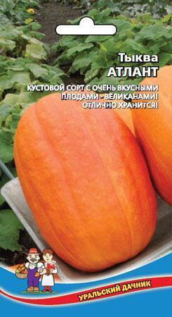 Купить оптом в Ботанике семена Тыква Атлант УД бренд Уральский дачник