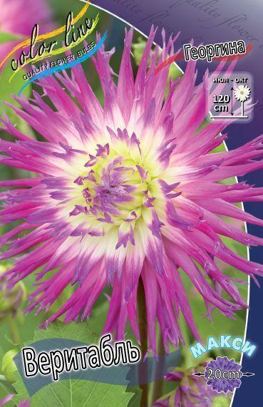Купить оптом в Ботанике Георгина Веритабль 15 шт