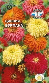 Купить оптом в Ботанике семена Цинния Бурпана Сед бренд СеДеК