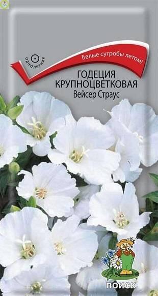 Купить оптом в Ботанике семена Годеция Вейсер Страус Поиск бренд Поиск