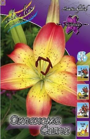 Купить оптом в Ботанике Лилия Оклахома Сити 7 шт