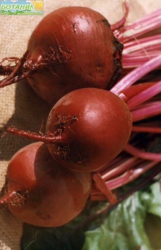 Купить оптом в Ботанике семена Свекла Детройт Рубидус Аэл бренд Аэлита