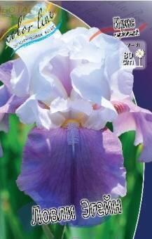 Купить оптом в Ботанике Ирис Ловли Эгейн 2 шт