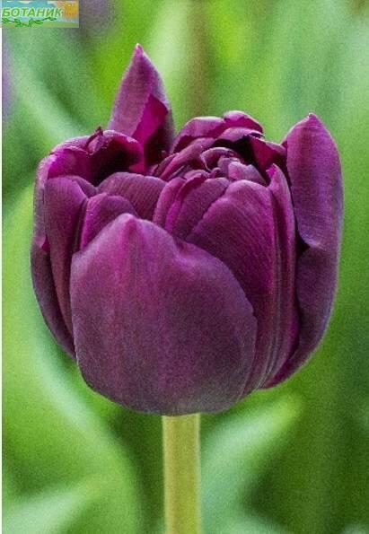 Купить оптом в Ботанике Тюльпан Питон 11/12 10