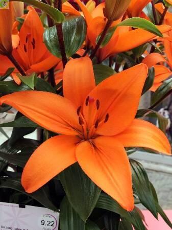 Купить оптом в Ботанике Лилия Йель 7 шт