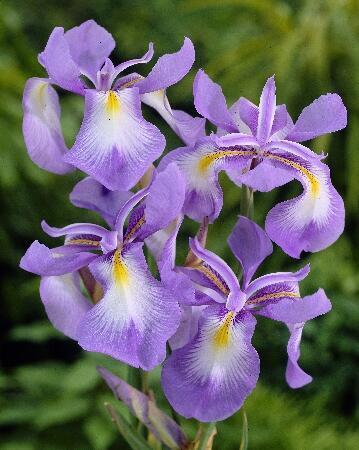 Купить оптом в Ботанике Ирис Юнона  Циклоглосса 2 шт
