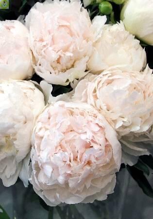 Купить оптом в Ботанике Пион Бразер Чак 5шт